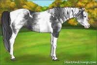 Horse Color:White Spotted Black Splash Tobiano 