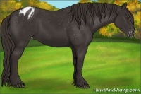 Horse Color:Liver Chestnut Appaloosa 