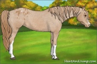 Horse Color:Chestnut Appaloosa 