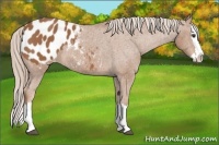 Horse Color:Chestnut Splash Appaloosa 