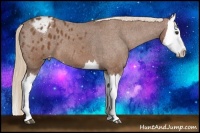 Horse Color:Chestnut Splash Appaloosa 