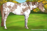 Horse Color:White Spotted Chestnut Ice 