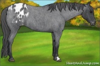 Horse Color:Blue Roan Appaloosa 