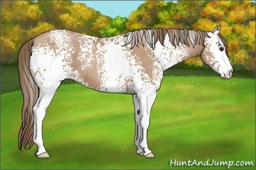 Horse Color: White Spotted Black Pearl 