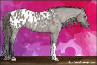 Horse Color:Grullo Blanket Rabicano 