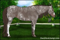 Horse Color:Liver Chestnut Ice 