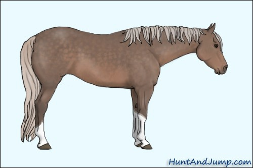 Horse Color: Unknown 