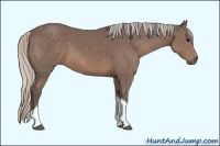Horse Color:Unknown 