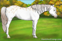 Horse Color:Gray Gold Champagne Dun Splash Appaloosa 