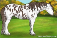 Horse Color:Liver Chestnut Splash Appaloosa 