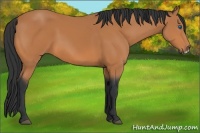 Horse Color:Bay Frame 