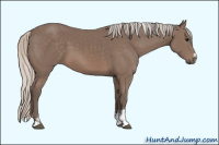 Horse Color:Unknown 