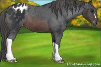 Horse Color:Brown Appaloosa