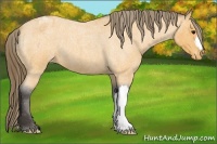 Horse Color:Buckskin Roan Blanket 
