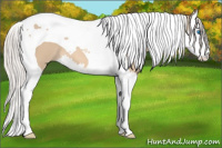 Horse Color:Silver Bay Dun Sabino Splash Tobiano 