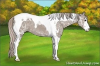 Horse Color:Silver Grullo Ice Sabino Tobiano 