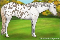 Horse Color:Smoky Grullo Appaloosa 