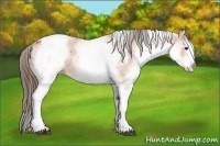 Horse Color:White Spotted Bay Appaloosa 