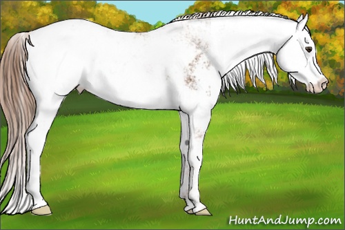 Horse Color: Chestnut Sabino Blanket 