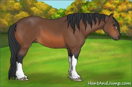 Horse Color: Bay 