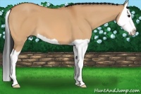Horse Color:Bay Dun Splash 
