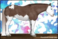 Horse Color:Liver Chestnut Splash Appaloosa 