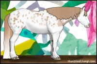 Horse Color:Chestnut Pearl Splash Appaloosa Rabicano