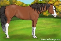 Horse Color:Brown Splash 