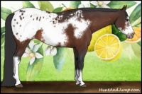 Horse Color:Brown Frame Appaloosa 
