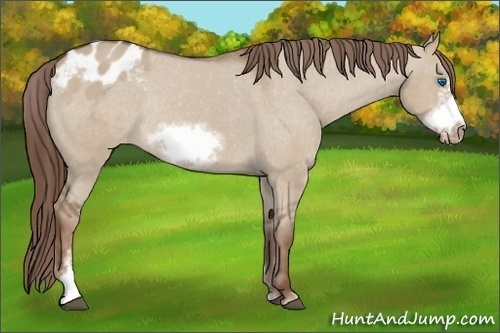 Horse Color: Liver Red Dun Sabino Frame Blanket Rabicano 