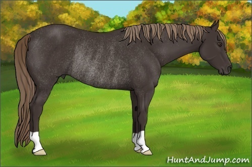 Horse Color: Liver Chestnut Rabicano 