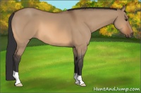 Horse Color:Bay Dun 