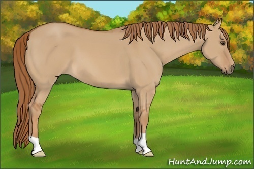 Horse Color: Red Dun 