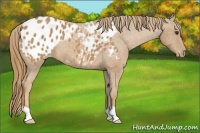 Horse Color:Chestnut Appaloosa