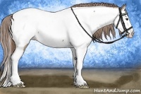 Horse Color:Classic Champagne Splash Near Fewspot 
