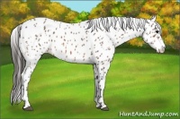 Horse Color:Bay Appaloosa 