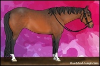 Horse Color:Bay 