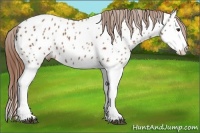 Horse Color:Chestnut Sabino Splash Near Leopard 