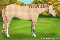 Horse Color:Plaid  Gold Champagne 