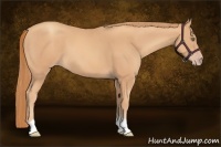 Horse Color:Gold Champagne Tobiano 