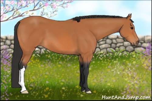 Horse Color: Bay 