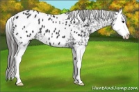 Horse Color:Black Splash Blanket 