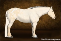 Horse Color:Palomino Roan Dun Blanket 