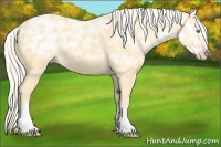 Horse Color:White Spotted Gold Cream Champagne Ice 