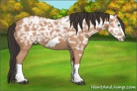 Horse Color:Bay Ice Splash Frame 