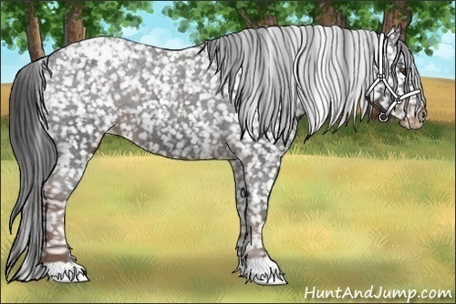 Horse Color: Liver Chestnut Snowcap 