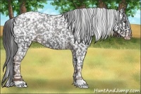 Horse Color:Liver Chestnut Appaloosa 