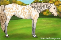 Horse Color:Buckskin Dun Near Leopard 