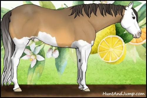 Horse Color: Buckskin Splash 
