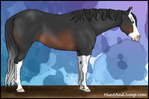 Horse Color: Brown Splash 